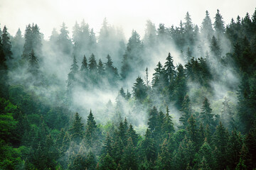 高三年级上册生物教案