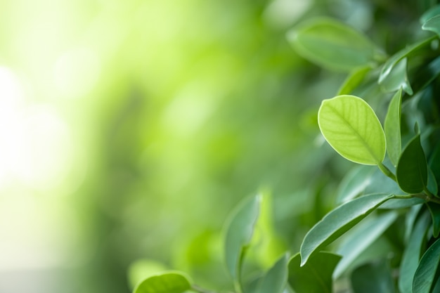 高三年级上册生物教案